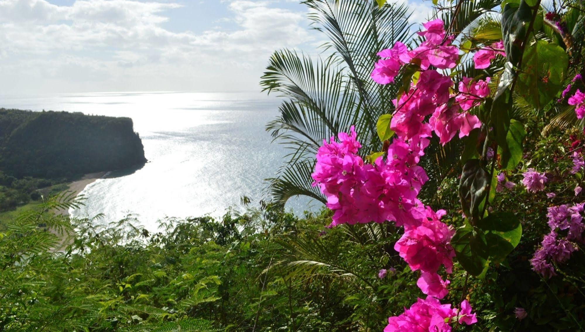 Bed and Breakfast Nature'S Paradise à Marigot Bay Extérieur photo